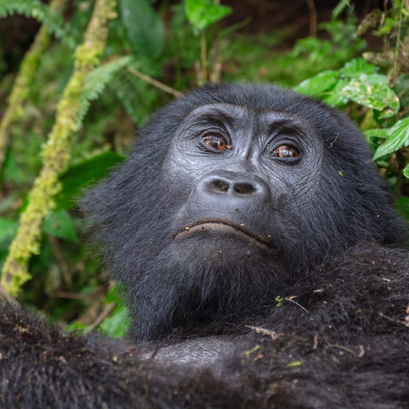 Mountain gorilla in natural habitat, Bwindi, Uganda Mountain gorilla in natural habitat, Bwindi, Uganda
