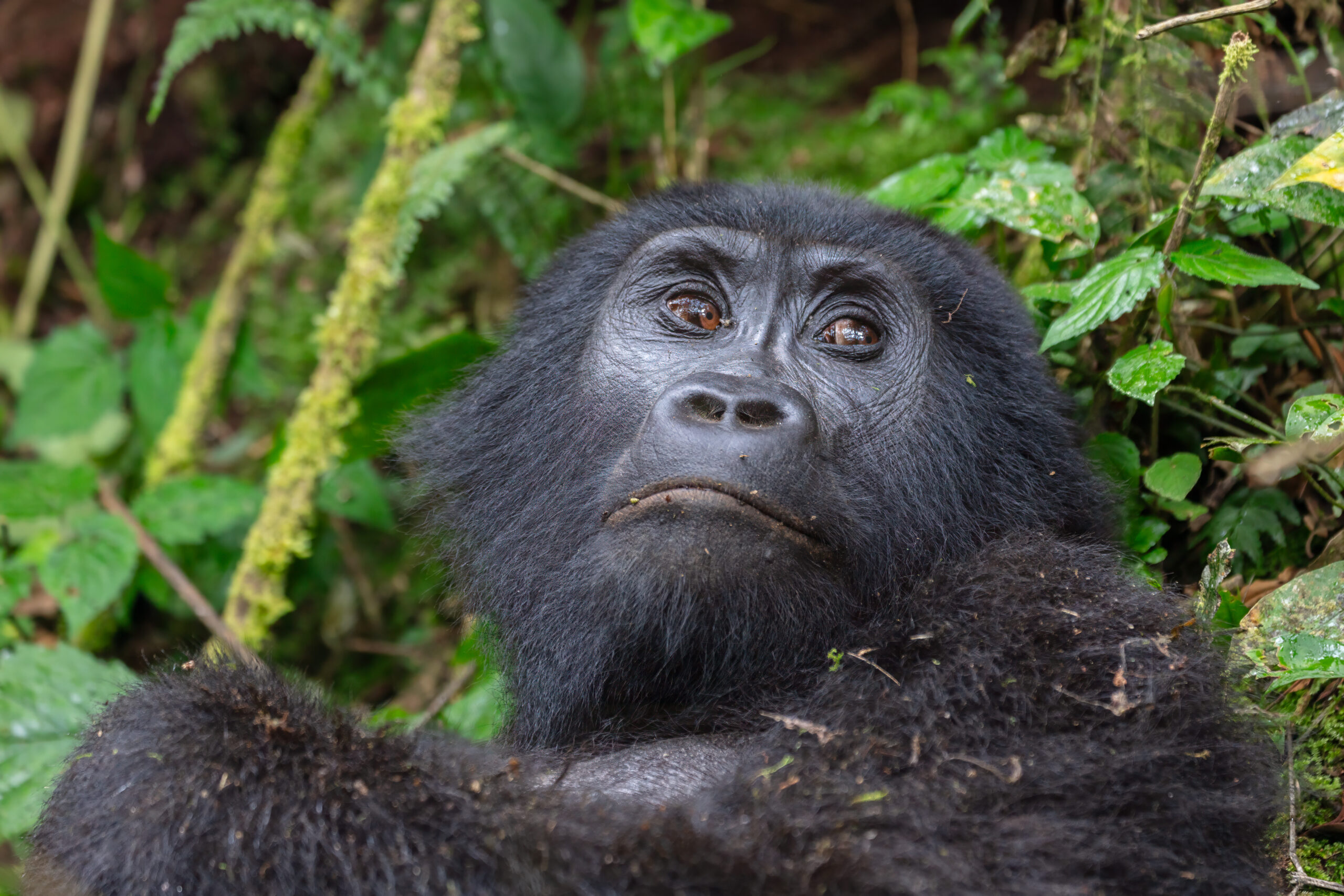 Mountain gorilla in natural habitat, Bwindi, Uganda