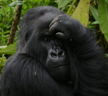 The Gorilla Naming Ceremony
