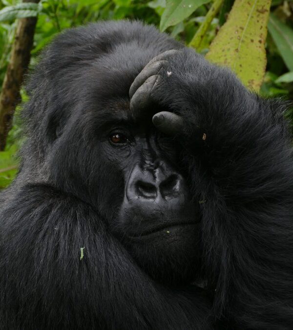 The Gorilla Naming Ceremony