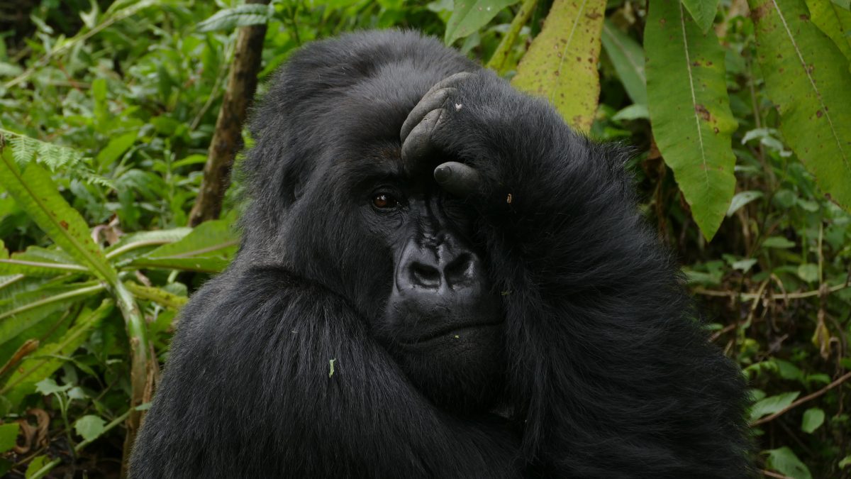 The Gorilla Naming Ceremony