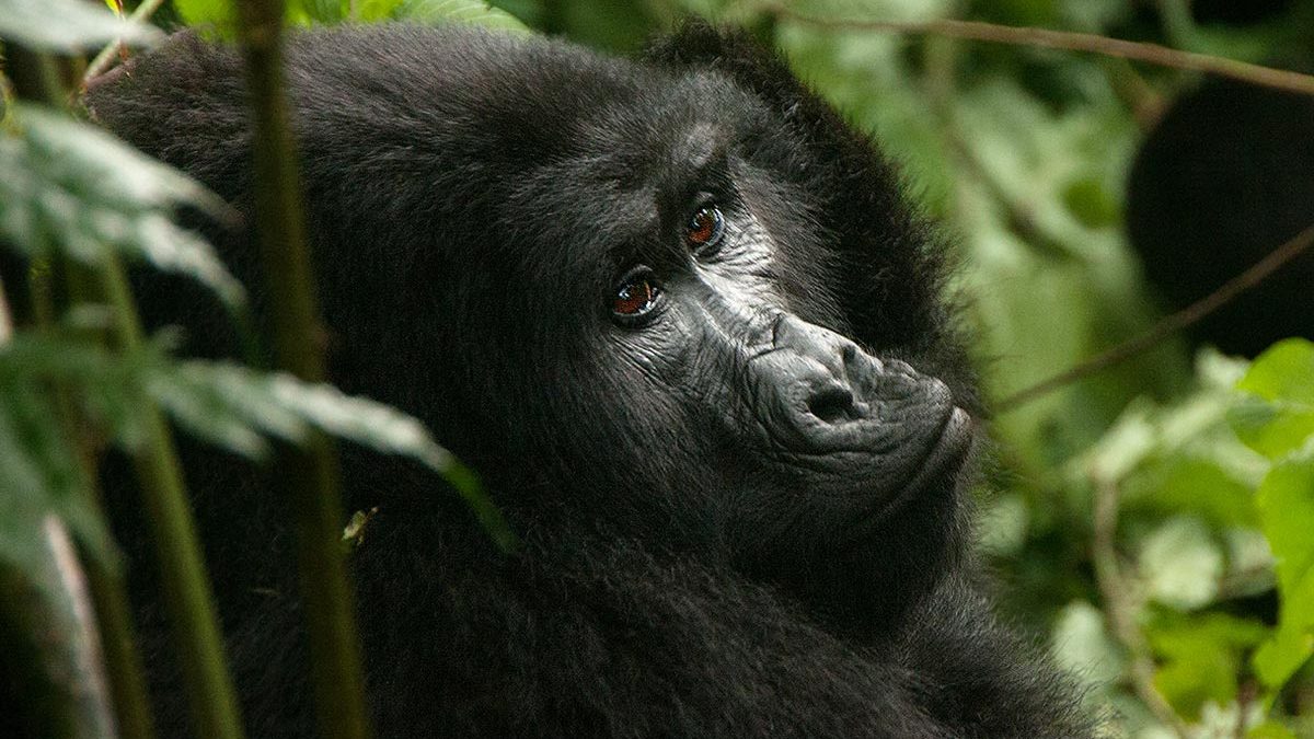 The Gorilla Naming Ceremony