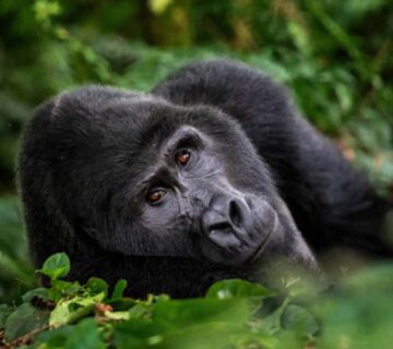 How Mountain Gorillas Communicate Without Speaking
