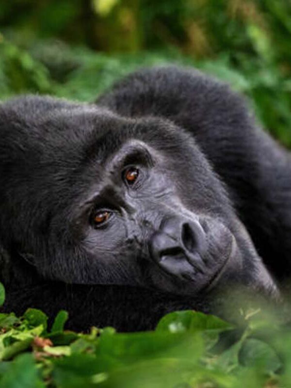 How Mountain Gorillas Communicate Without Speaking