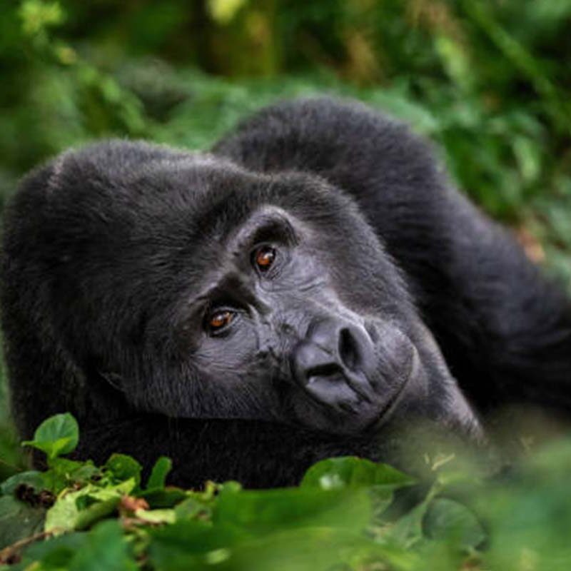 How Mountain Gorillas Communicate Without Speaking How Mountain Gorillas Communicate Without Speaking