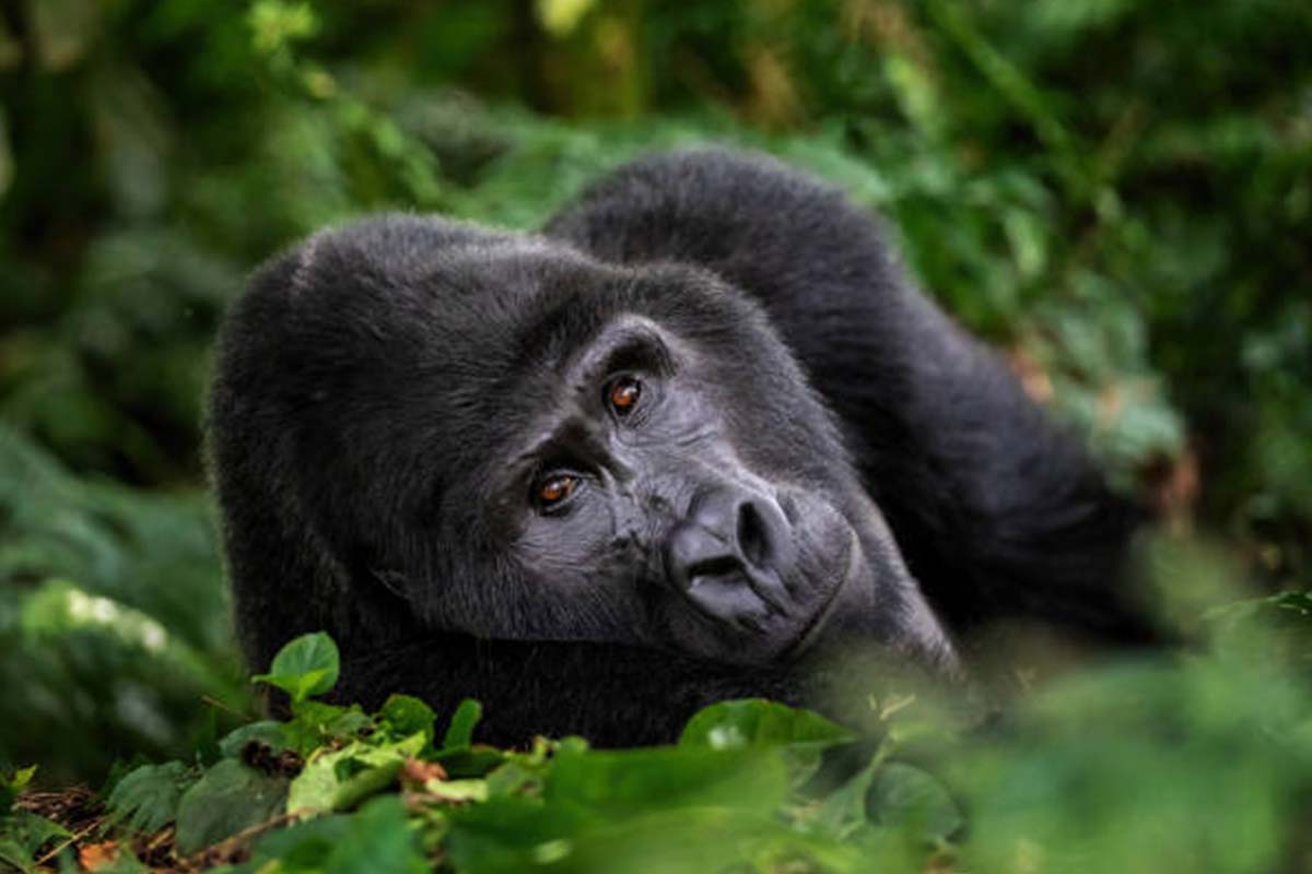 How Mountain Gorillas Communicate Without Speaking