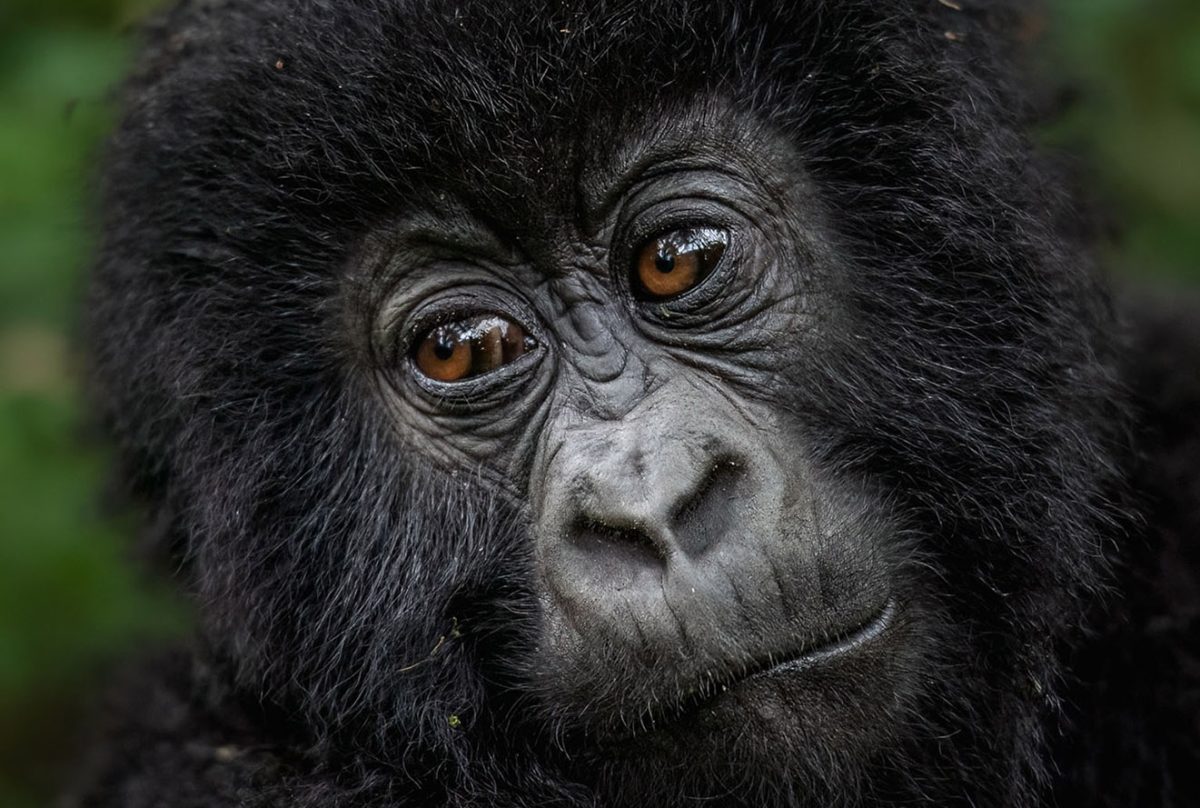 How Mountain Gorillas Communicate Without Speaking