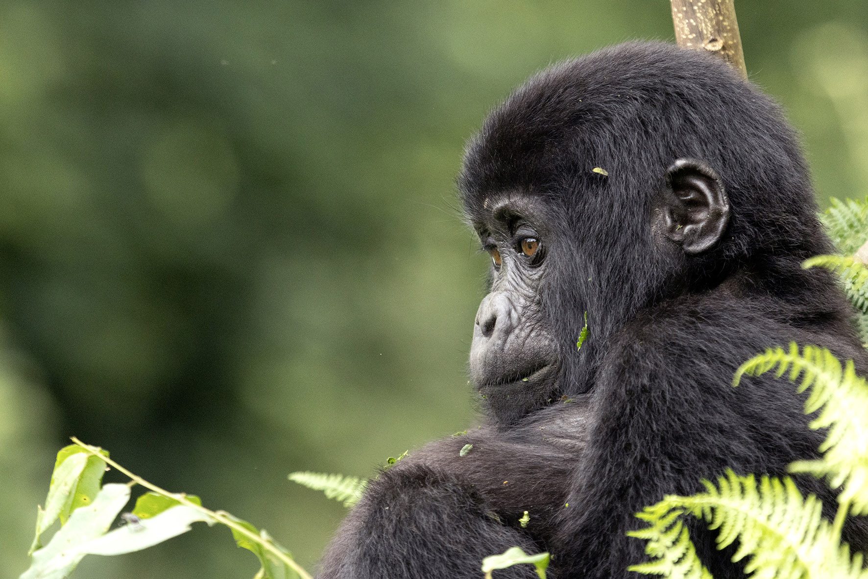 How Mountain Gorillas Communicate Without Speaking