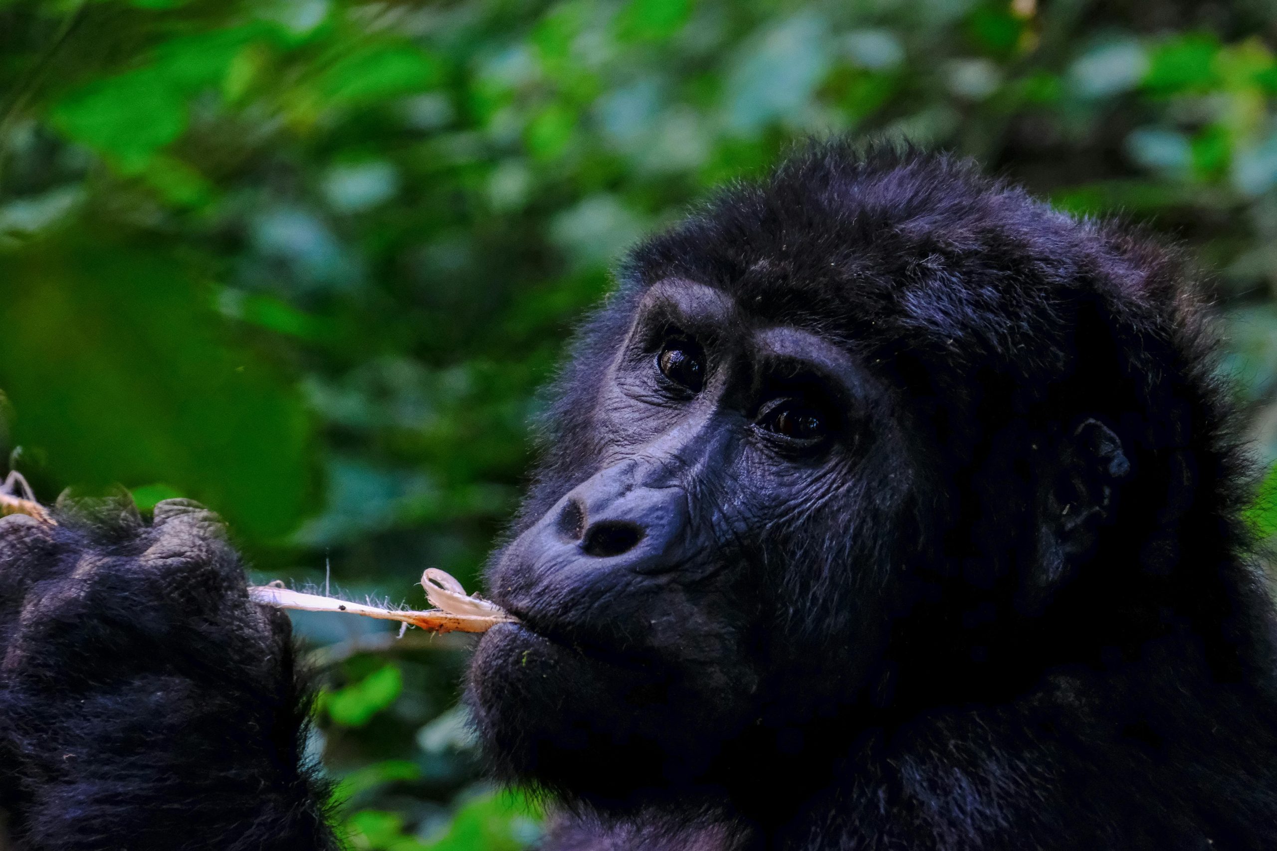 Inside the Gorilla Research That Saved the Species From Extinction