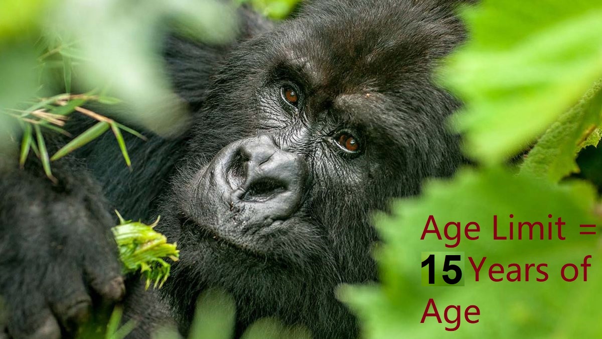 Inside the Gorilla Research That Saved the Species From Extinction