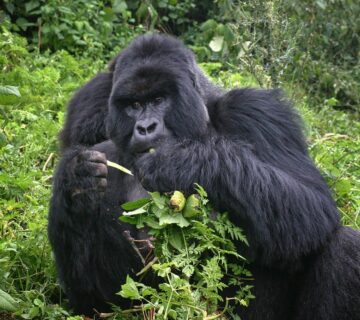 Inside the Gorilla Research That Saved the Species From Extinction