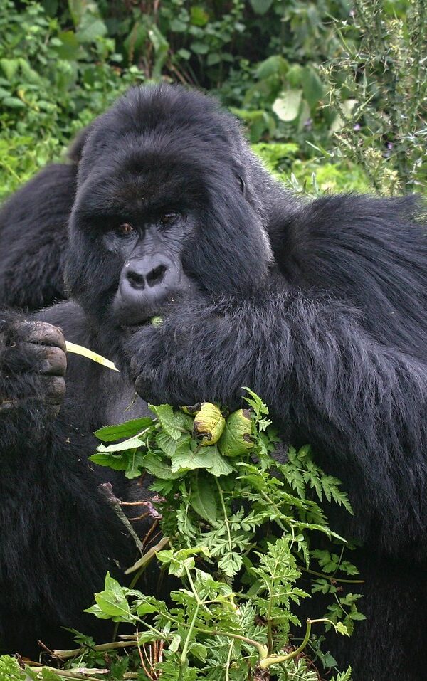 Inside the Gorilla Research That Saved the Species From Extinction