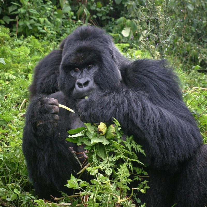 Inside the Gorilla Research That Saved the Species From Extinction