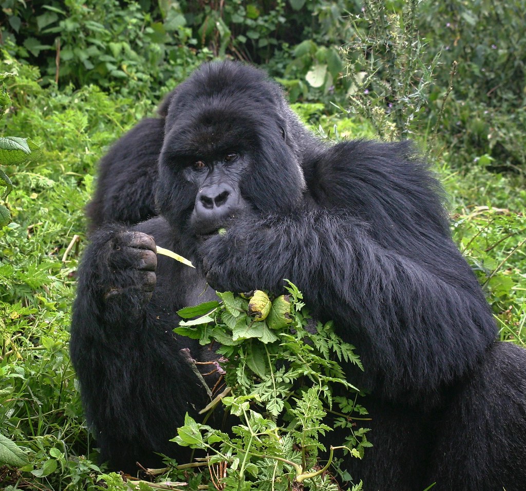 Inside the Gorilla Research That Saved the Species From Extinction