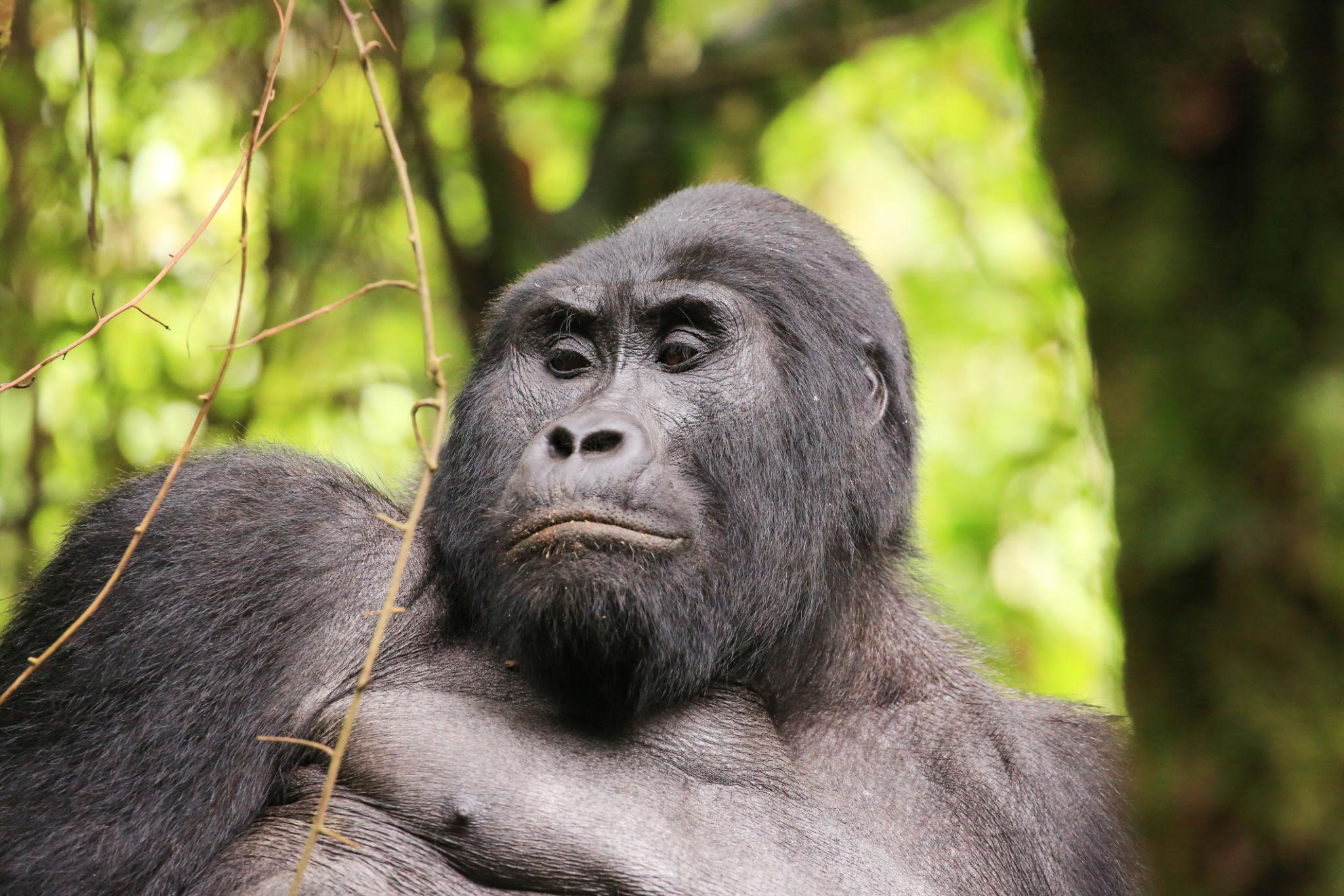 Gorilla Trekking in Uganda vs Rwanda vs DRC