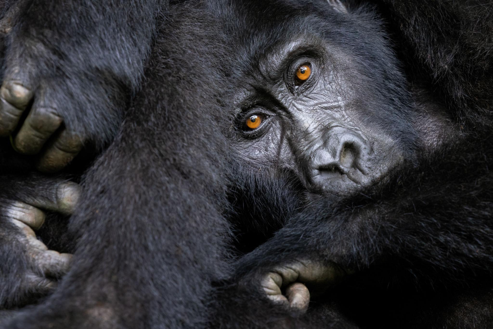 Gorilla Trekking in Uganda vs Rwanda vs DRC
