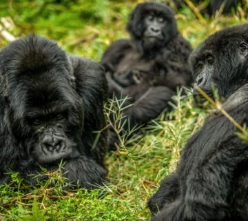 Gorilla Trekking in Uganda vs Rwanda vs DRC