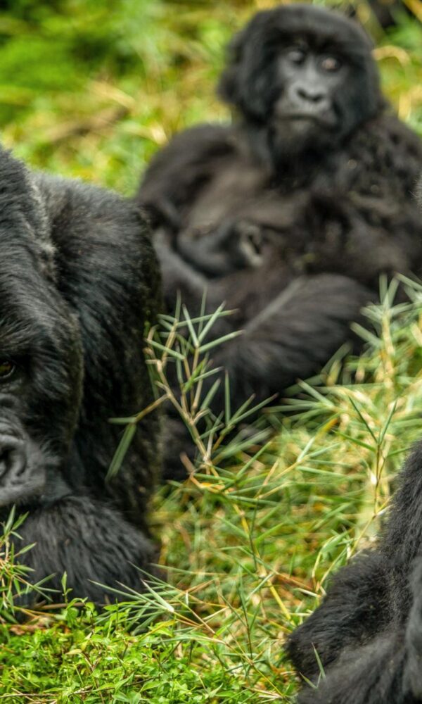 Gorilla Trekking in Uganda vs Rwanda vs DRC
