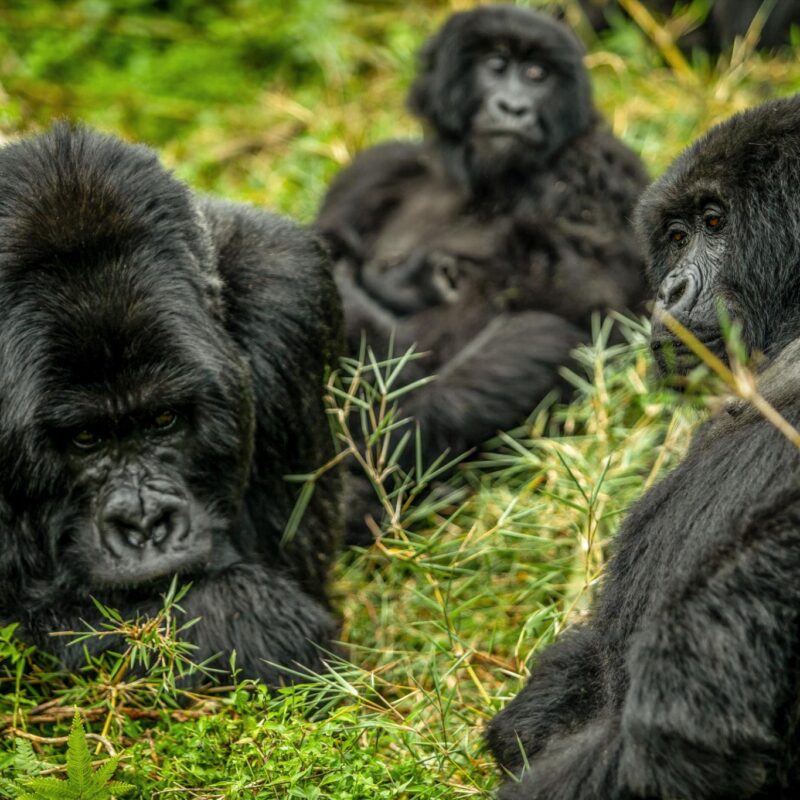 Gorilla Trekking in Uganda vs Rwanda vs DRC