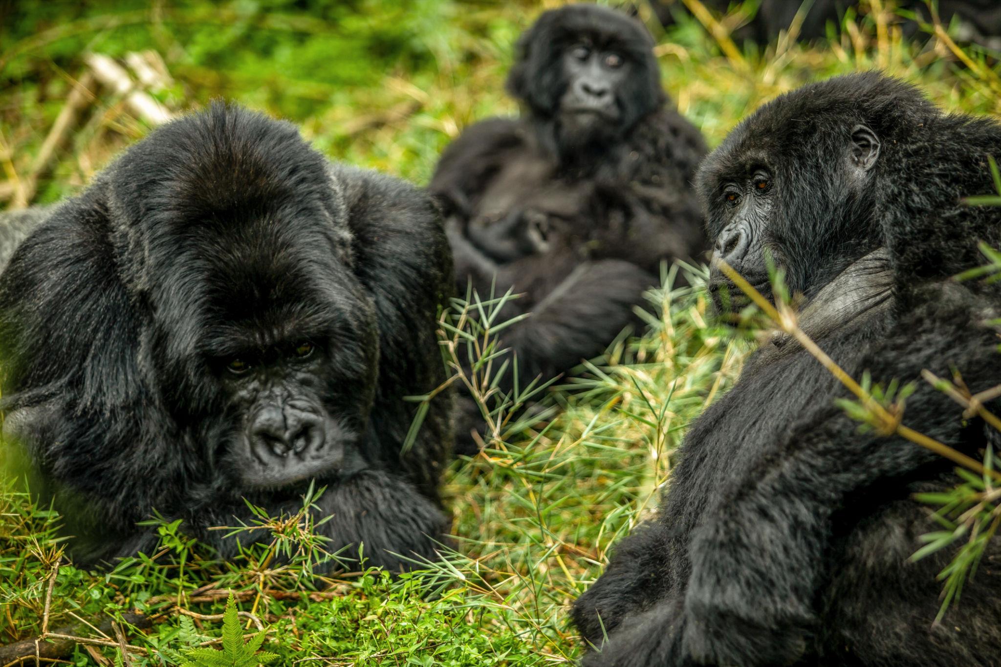 Gorilla Trekking in Uganda vs Rwanda vs DRC