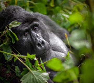 How Much Does Gorilla Trekking Actually Cost in These Ebola Days in Africa?