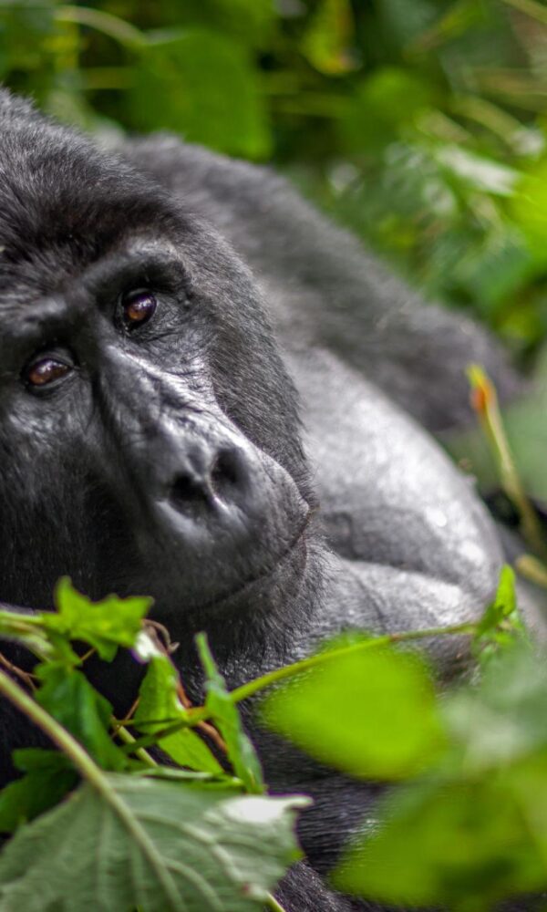How Much Does Gorilla Trekking Actually Cost in These Ebola Days in Africa?