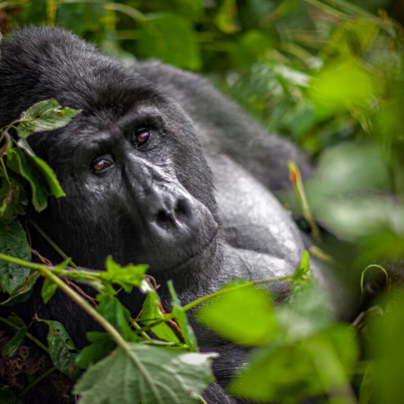 How Much Does Gorilla Trekking Actually Cost in These Ebola Days in Africa?