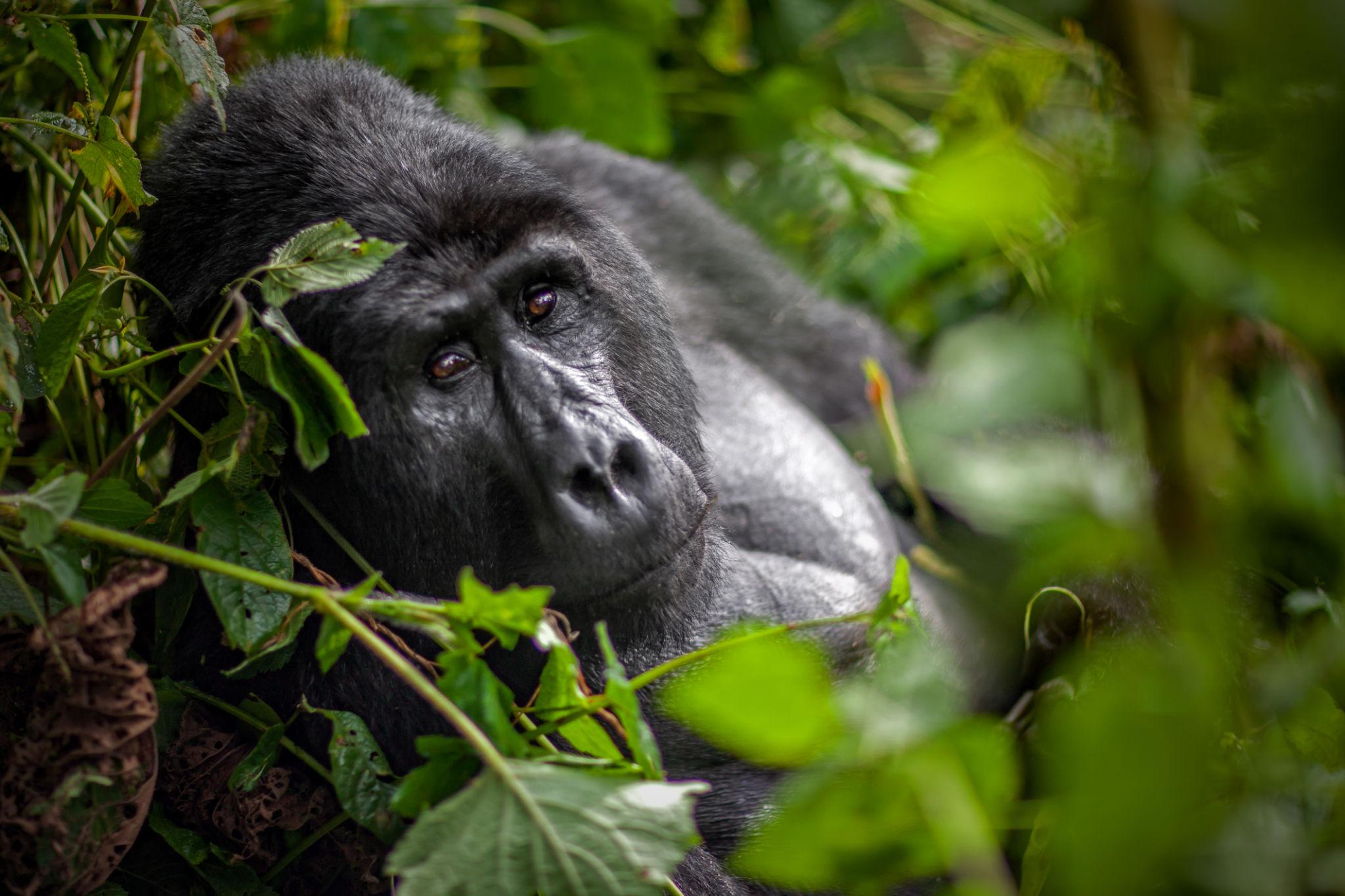 How Much Does Gorilla Trekking Actually Cost in These Ebola Days in Africa?