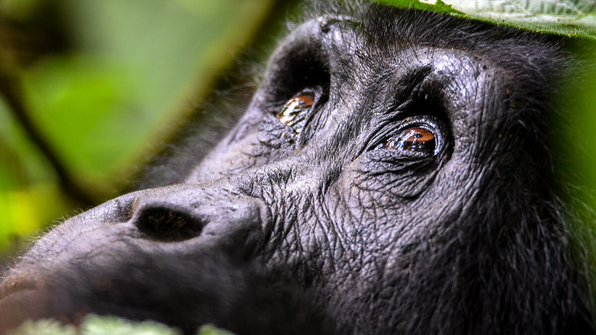 How Much Does Gorilla Trekking Actually Cost in These Ebola Days in Africa?