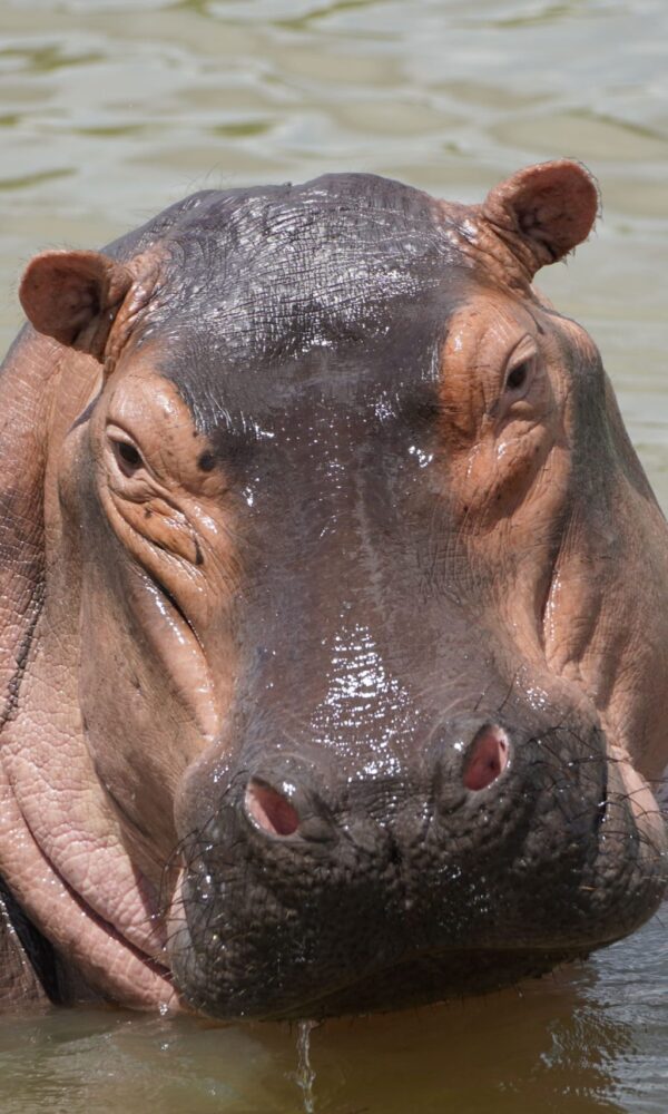 Katonga Wildlife Reserve 600x1000