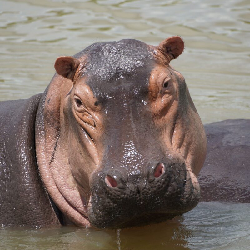 Katonga Wildlife Reserve