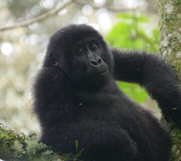 What a Silverback Does When a Tourist Gets Too Close