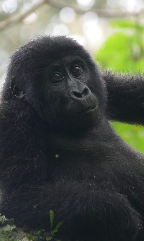 What a Silverback Does When a Tourist Gets Too Close
