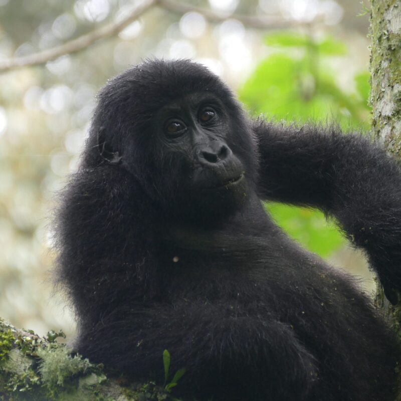 What a Silverback Does When a Tourist Gets Too Close