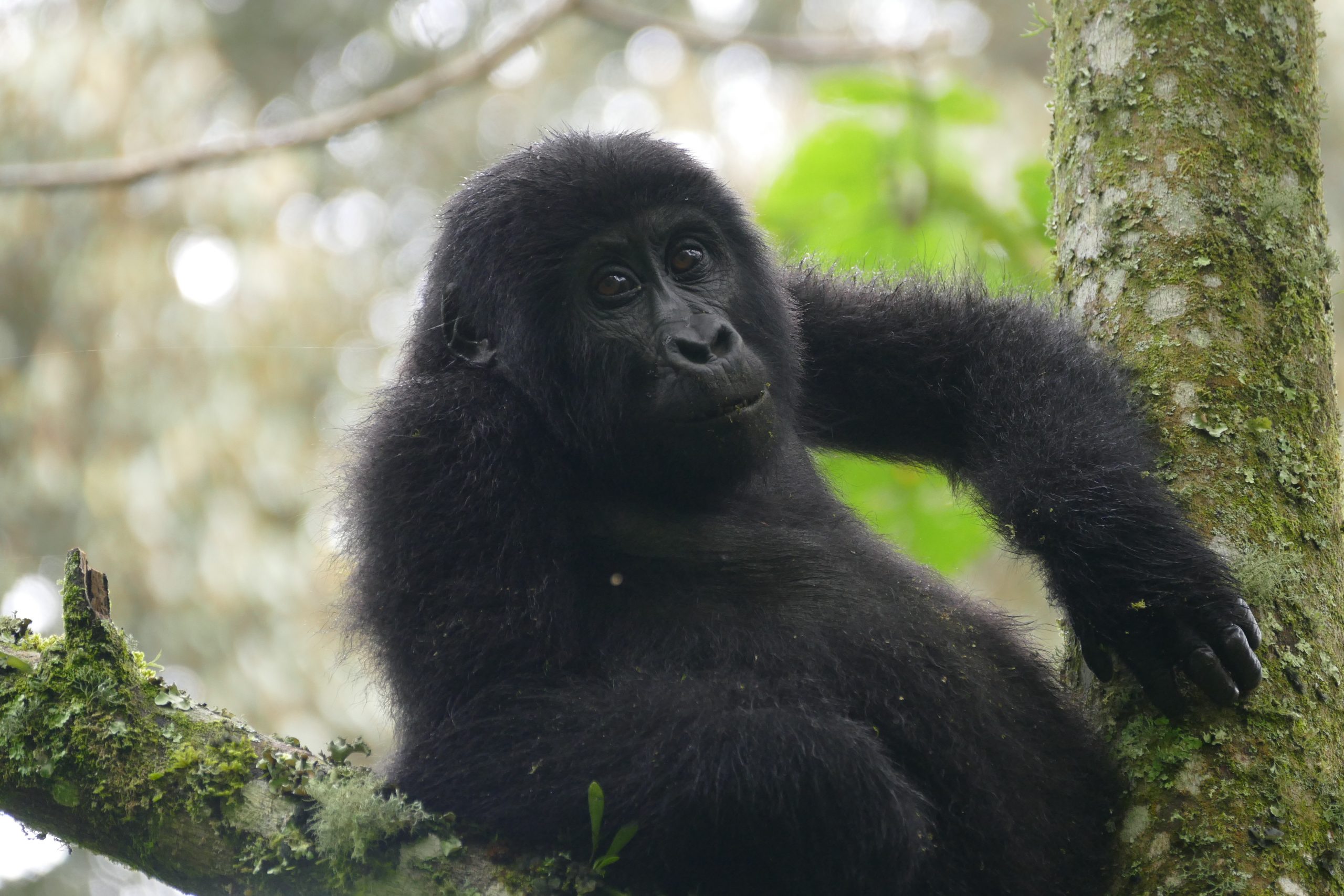 What a Silverback Does When a Tourist Gets Too Close