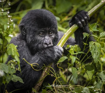 The Science Behind the One Hour Gorilla Rule