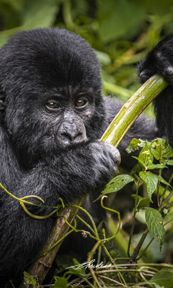 The Science Behind the One Hour Gorilla Rule