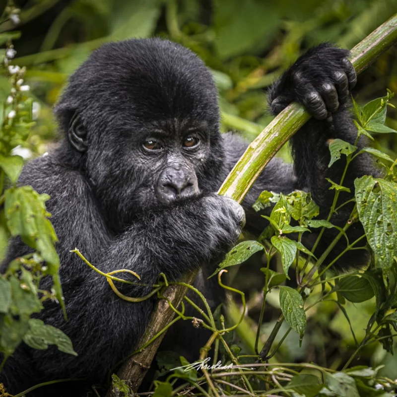 The Science Behind the One-Hour Gorilla Rule The Science Behind the One-Hour Gorilla Rule