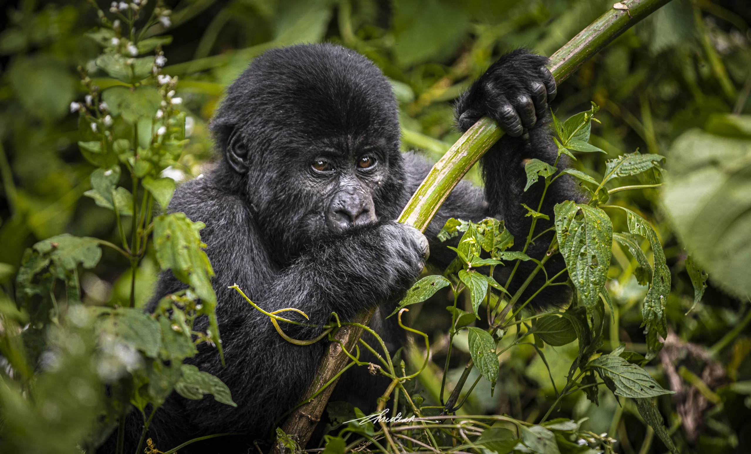 The Science Behind the One Hour Gorilla Rule