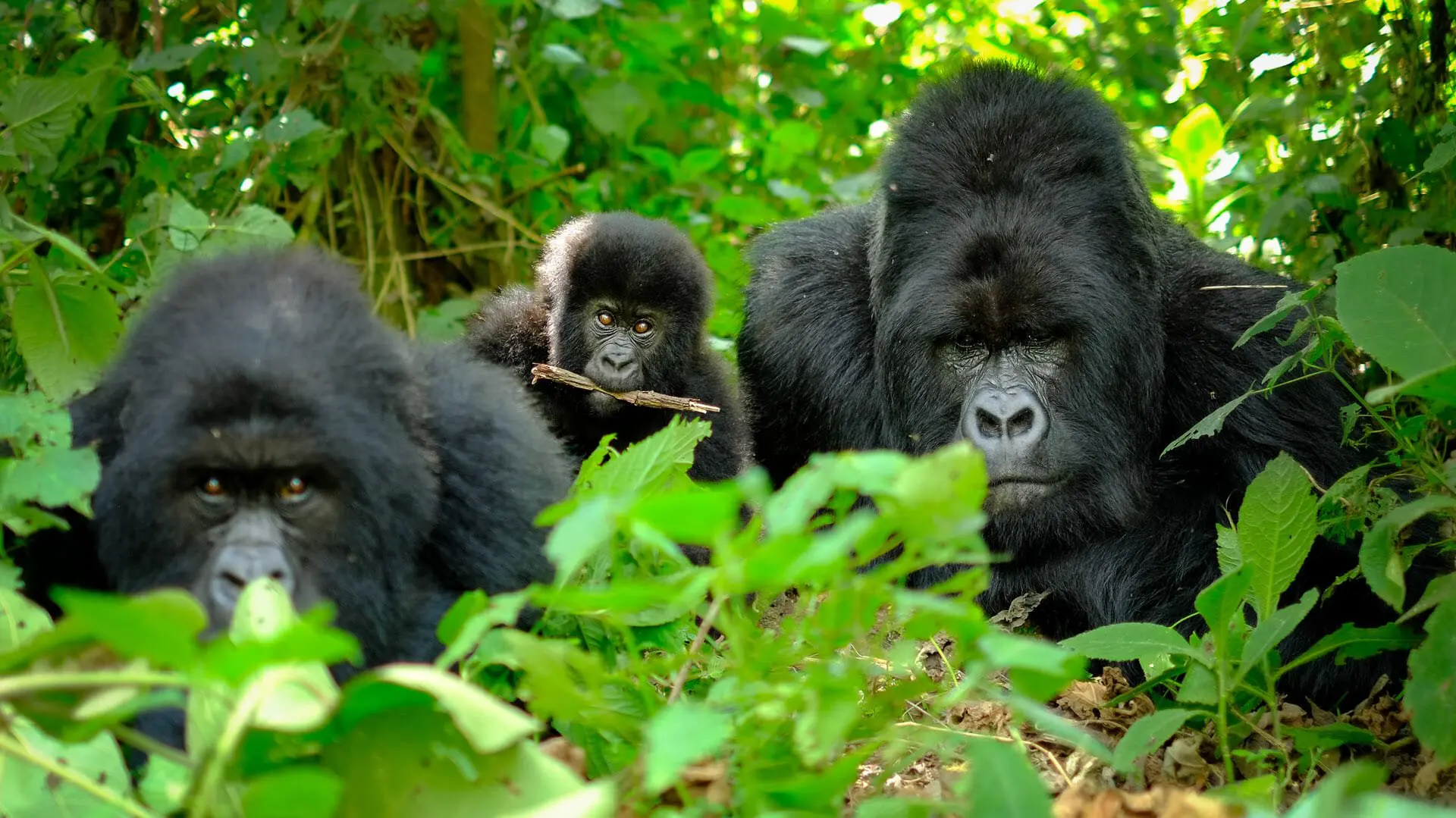 The Science Behind the One-Hour Gorilla Rule