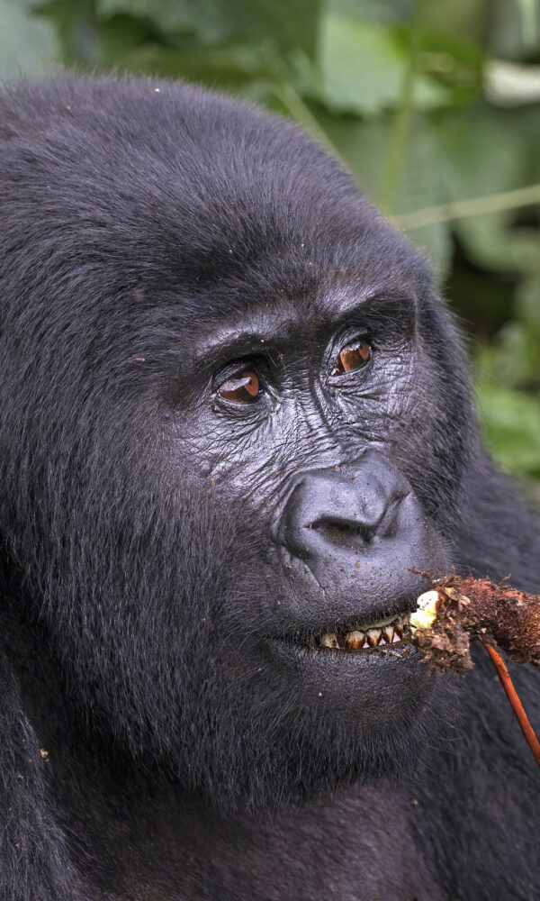 Baby mountain gorilla with mother, Africa