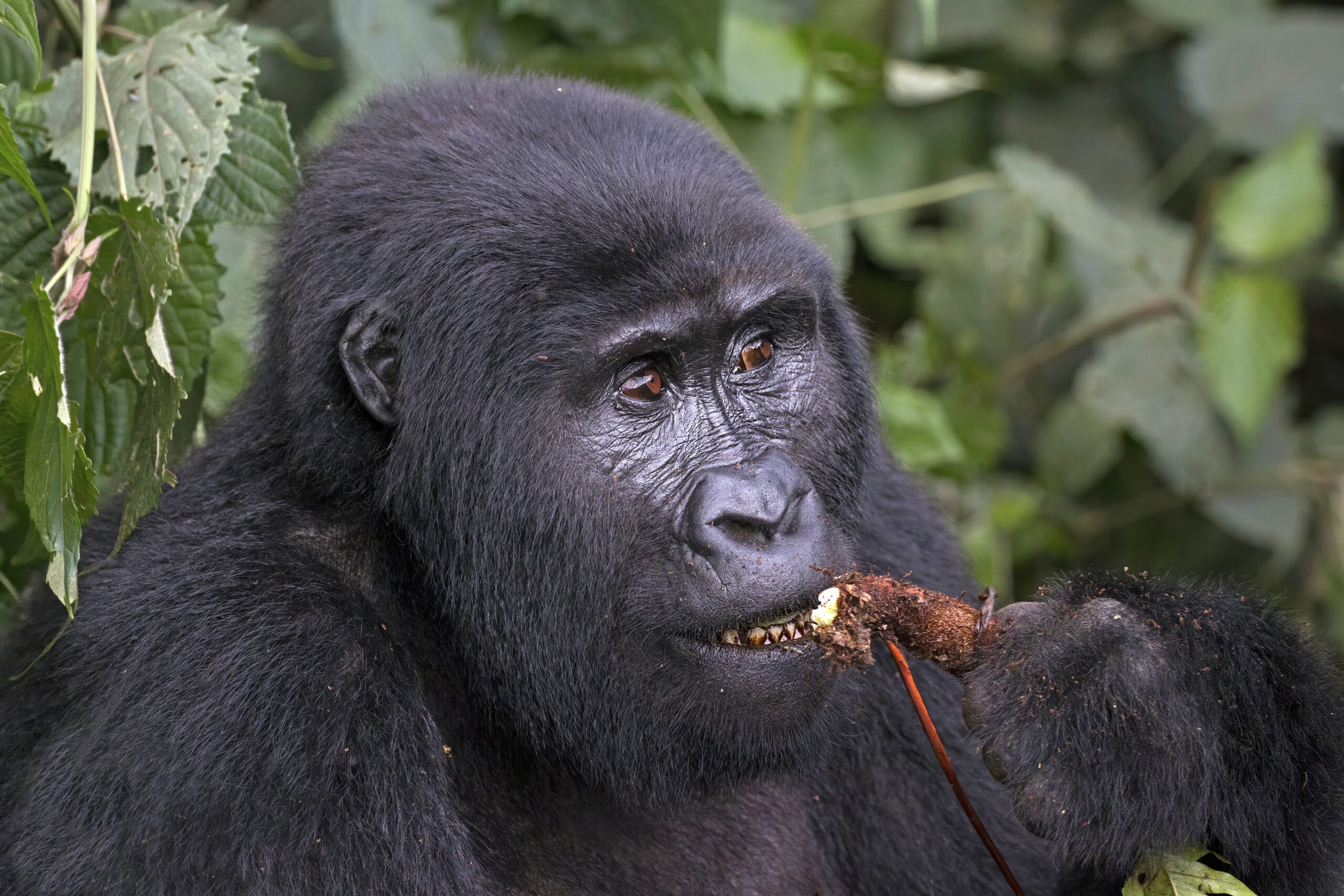 Baby mountain gorilla with mother, Africa