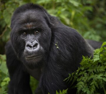 Why Only About 1000 Mountain Gorillas Remain