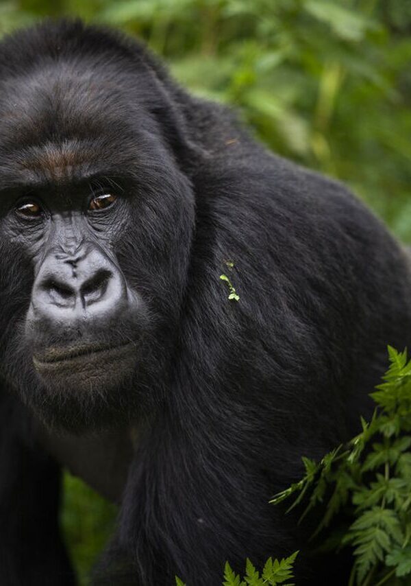 Why Only About 1000 Mountain Gorillas Remain
