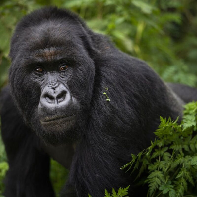 Why Only About 1000 Mountain Gorillas Remain Why Only About 1000 Mountain Gorillas Remain