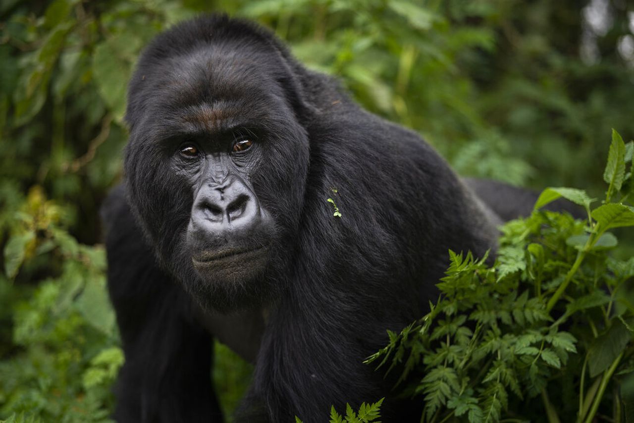 Why Only About 1000 Mountain Gorillas Remain