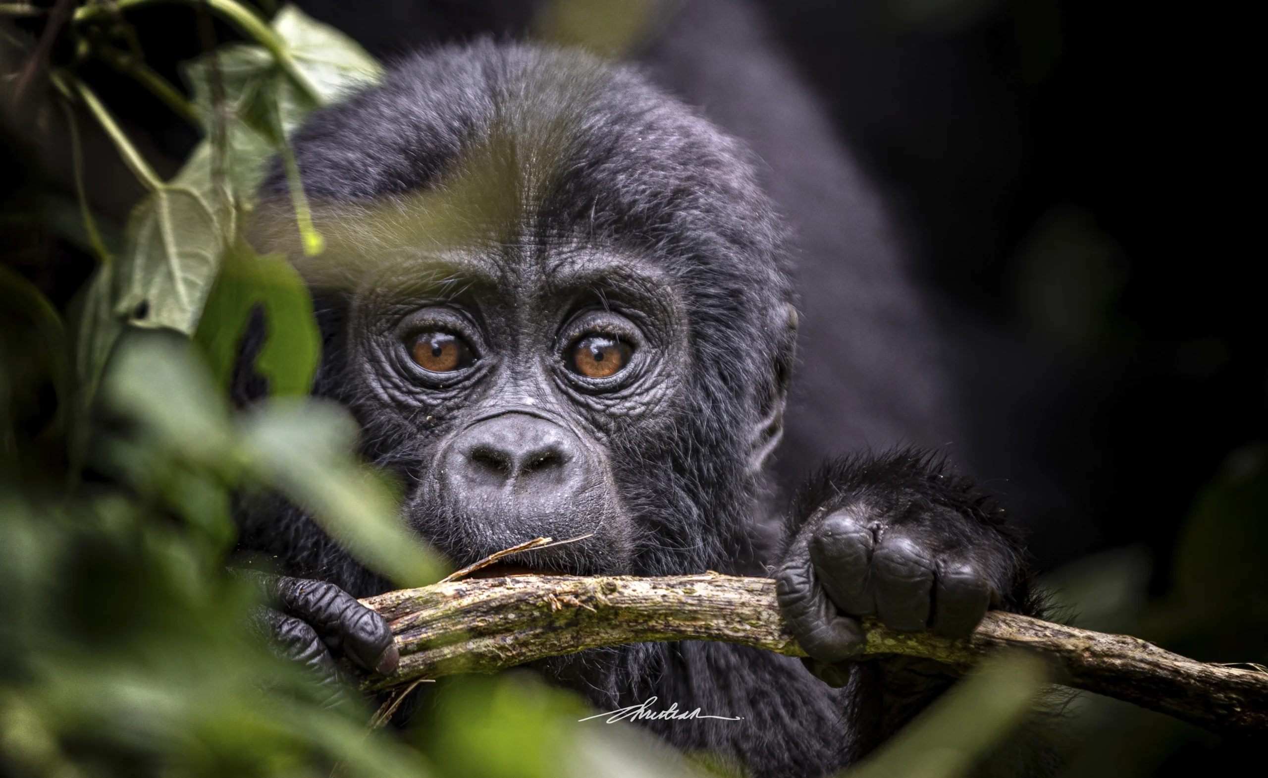 Why Only About 1000 Mountain Gorillas Remain