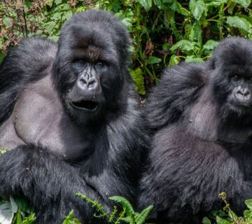 How Disease Transmission Between Humans and Gorillas