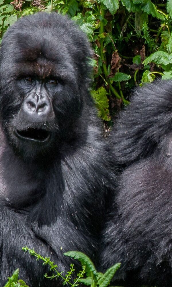 How Disease Transmission Between Humans and Gorillas