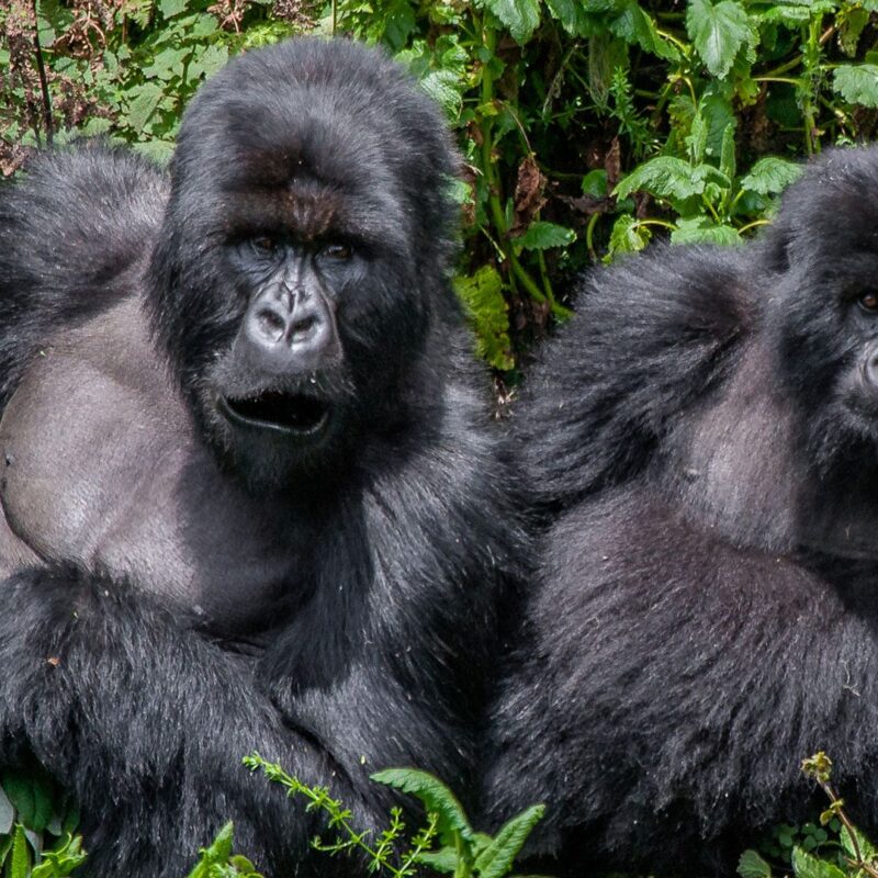 How Disease Transmission Between Humans and Gorillas